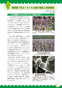 1.いもち病菌のイネへの付着(090701)