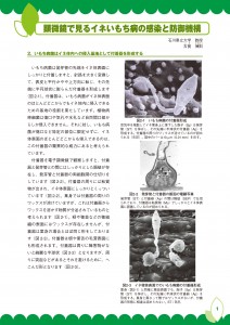 付着器形成(091009)