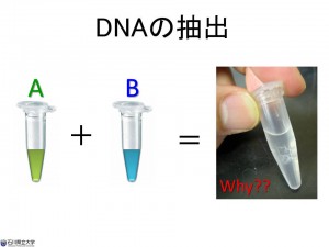 研究テーマ：DNA